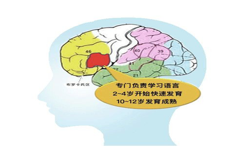 “布羅卡氏區(qū)”對(duì)少兒英文語(yǔ)言的影響