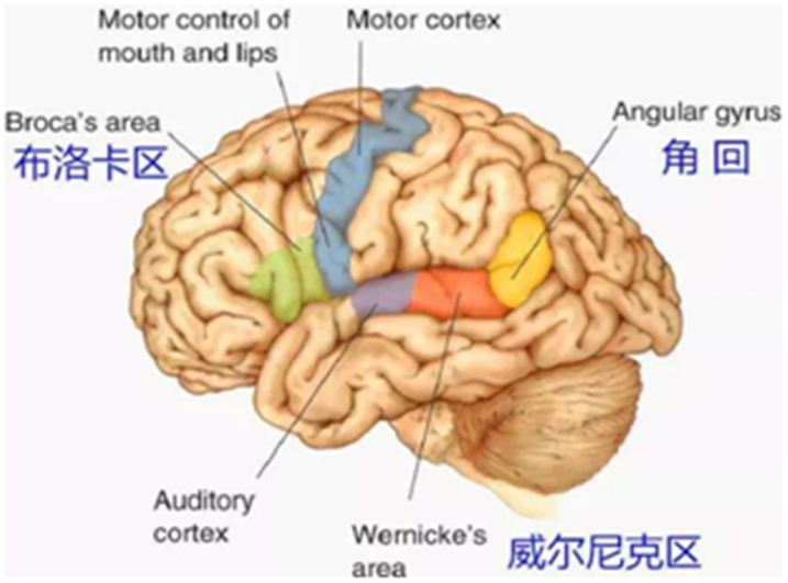 幼兒什么時(shí)候?qū)W英語(yǔ)？